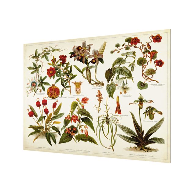 Fond de hotte - Vintage Board Tropical Botany II