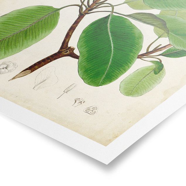 Tableaux verts Poster à feuilles caduques VI