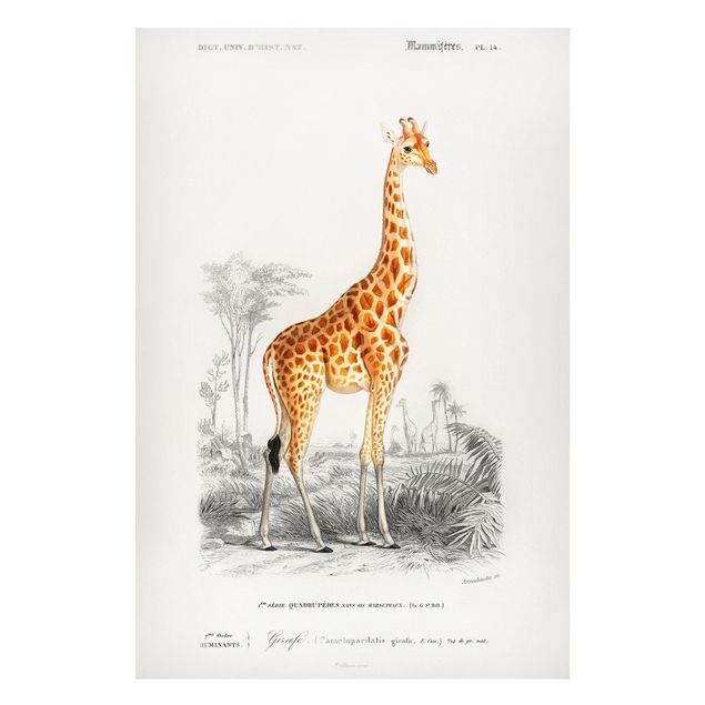 Tableau girafes Tableau Vintage Girafe