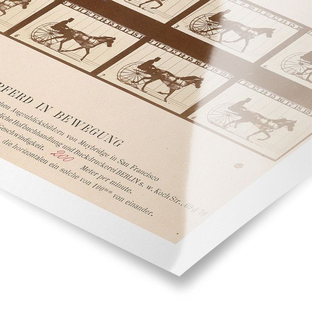 Tableaux vintage Eadweard Muybridge - Le cheval en mouvement