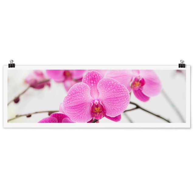 tableaux floraux Gros plan sur une orchidée