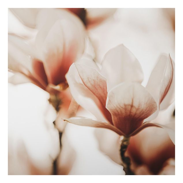 Tableaux moderne Délicates fleurs de magnolia dans un jeu d'ombres et de lumières