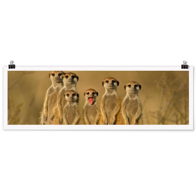 Tableau afrique Famille de suricates