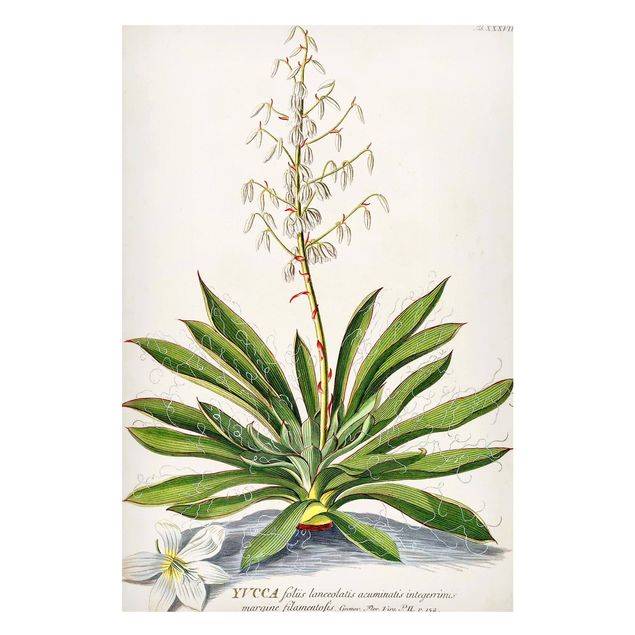 Tableau paysages Illustration vintage Botanique Yucca