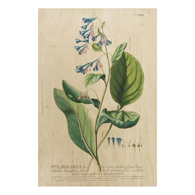 Tableaux en bois avec fleurs Illustration botanique vintage Pulmonaria