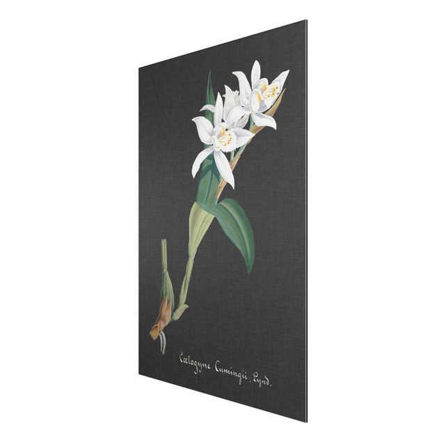 Tableau fleurs Orchidée blanche sur lin II