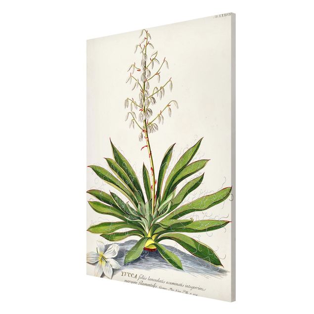 Tableaux magnétiques avec fleurs Illustration vintage Botanique Yucca
