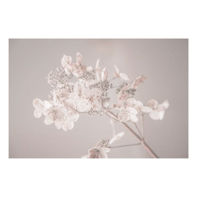 Fonds de hotte - Delicate White Hydrangea - Format paysage 3:2