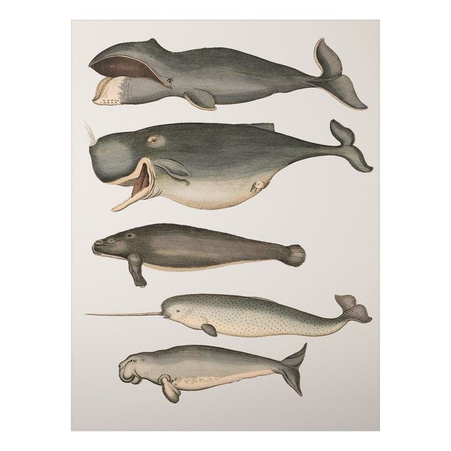 Tableau poissons Cinq baleines vintage