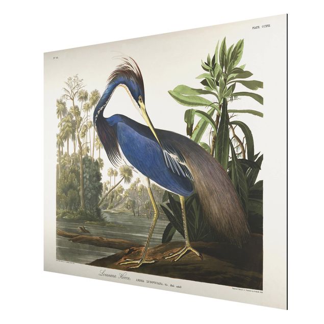 Tableau style vintage Tableau Botanique Héron de Louisiane