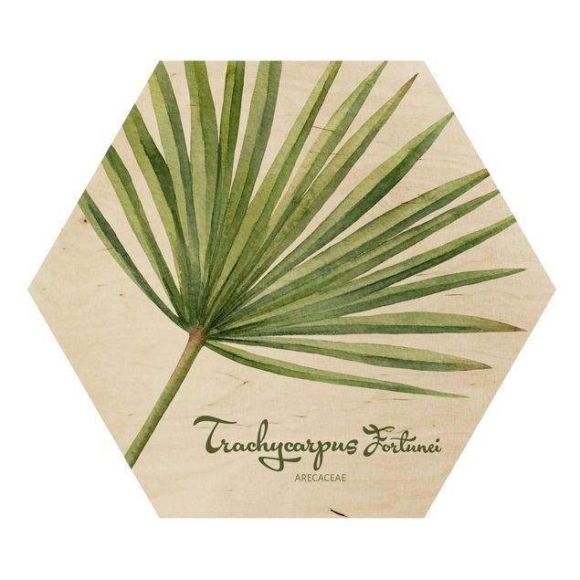Impression sur bois Botanique à l'aquarelle Trachycarpus Fortunei