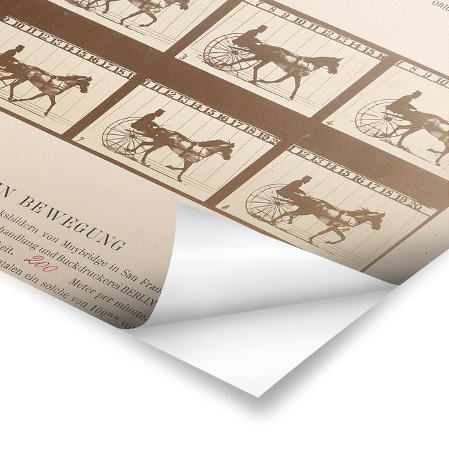 Tableaux Eadweard Muybridge - Le cheval en mouvement