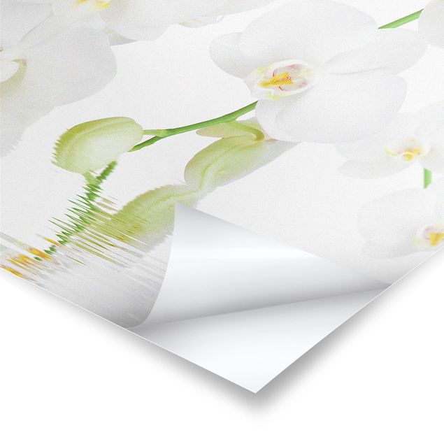 Affiche déco Spa Orchid - Orchidée blanche
