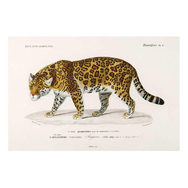Tableau chat Tableau Botanique Jaguar