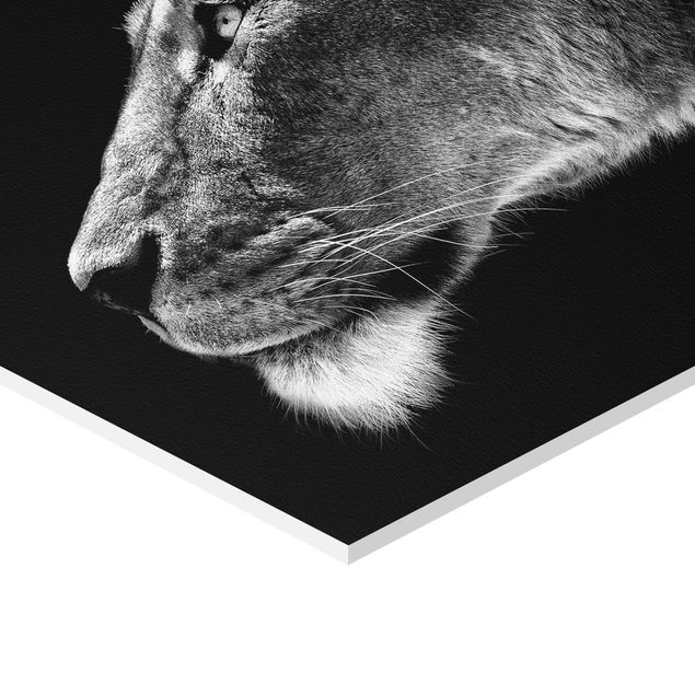 Tableau hexagonal Portrait d'une lionne
