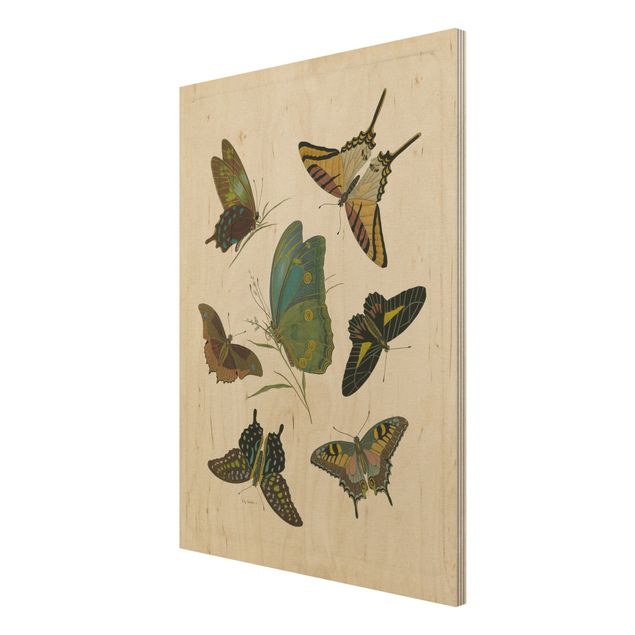 Tableaux Illustration vintage Papillons Exotiques