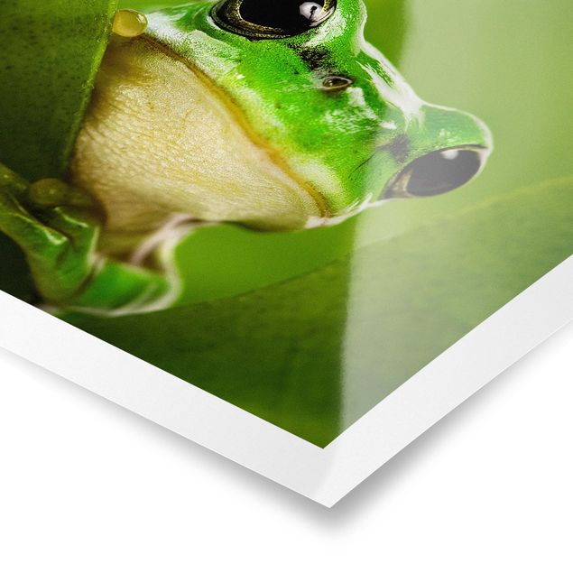 Tableaux Frog