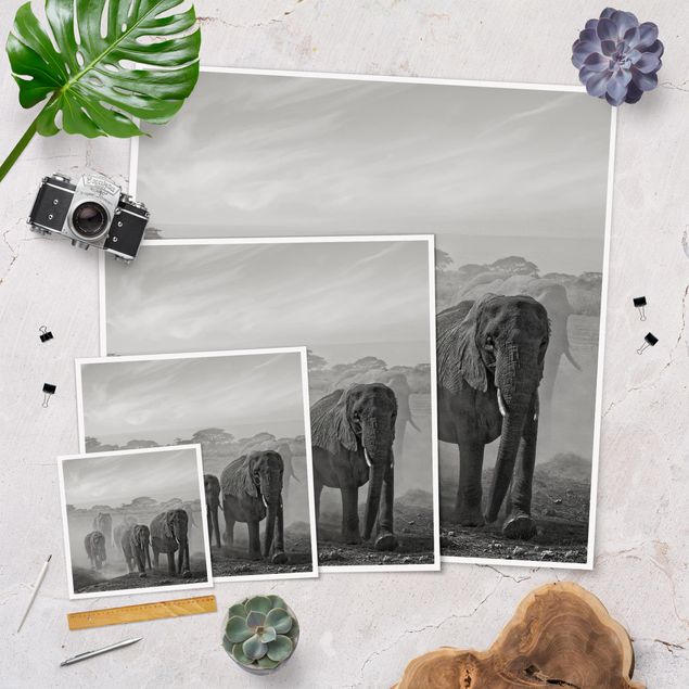 Tableaux noir et blanc Troupeau d'éléphants
