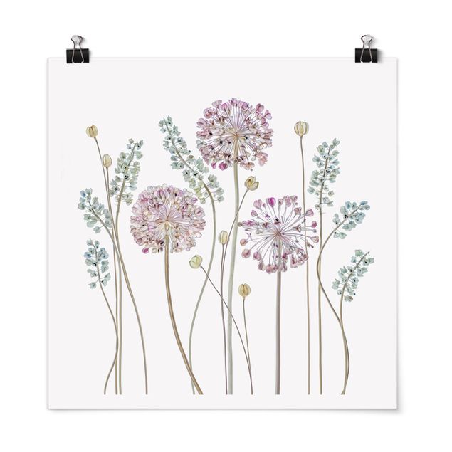 Tableau fleurs Illustration d'Allium