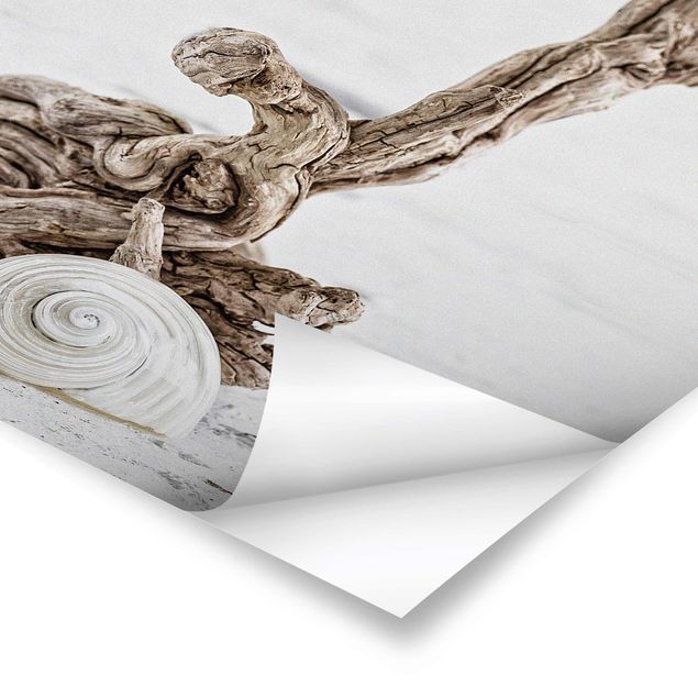 Posters paysage coquille d'escargot blanche et bois de racine