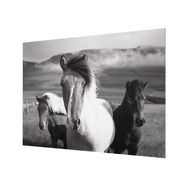 Fonds de hotte - Wild Horses Black And White - Format paysage 4:3