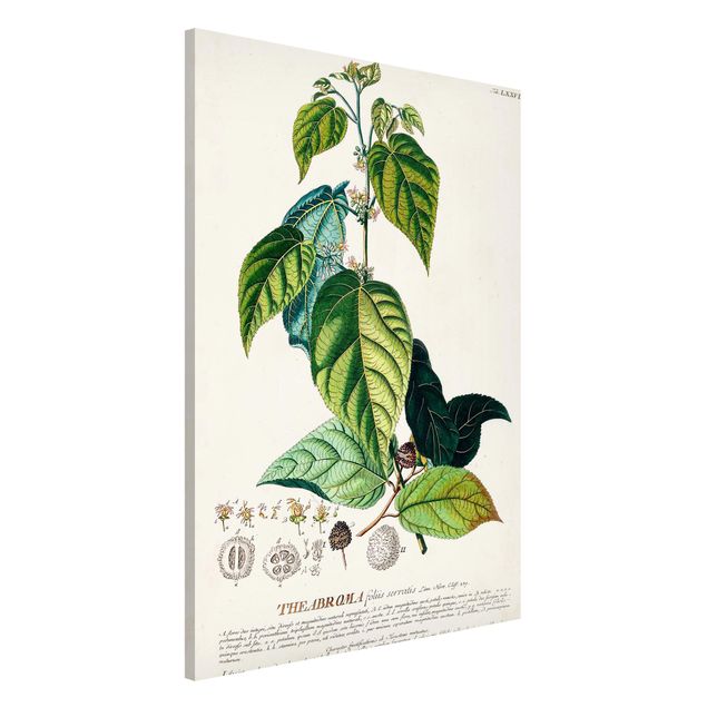 Décorations cuisine Illustration vintage botanique Cacao