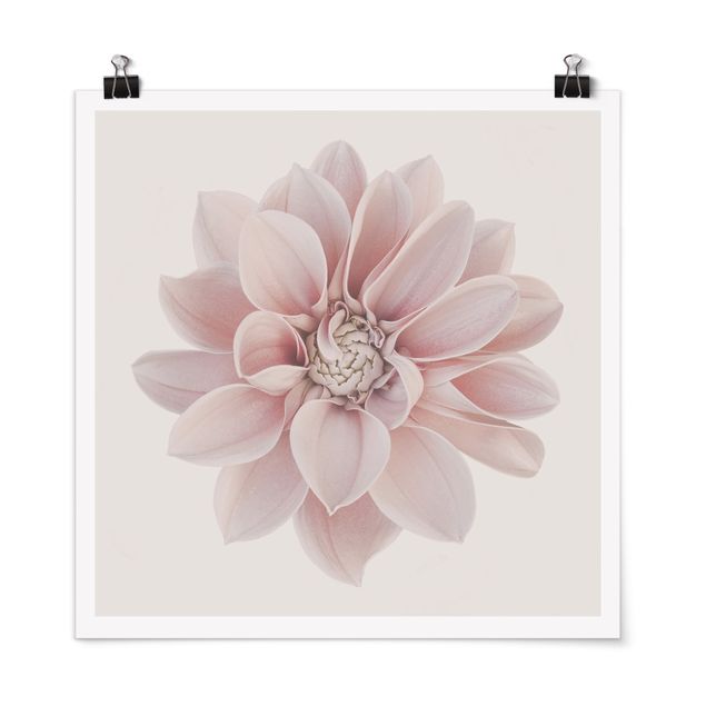 Posters fleurs Fleur de dahlia Blanc Pastel Rose
