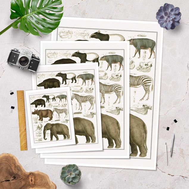 Tableau marron Tableau Botanique éléphant, zèbre et rhino