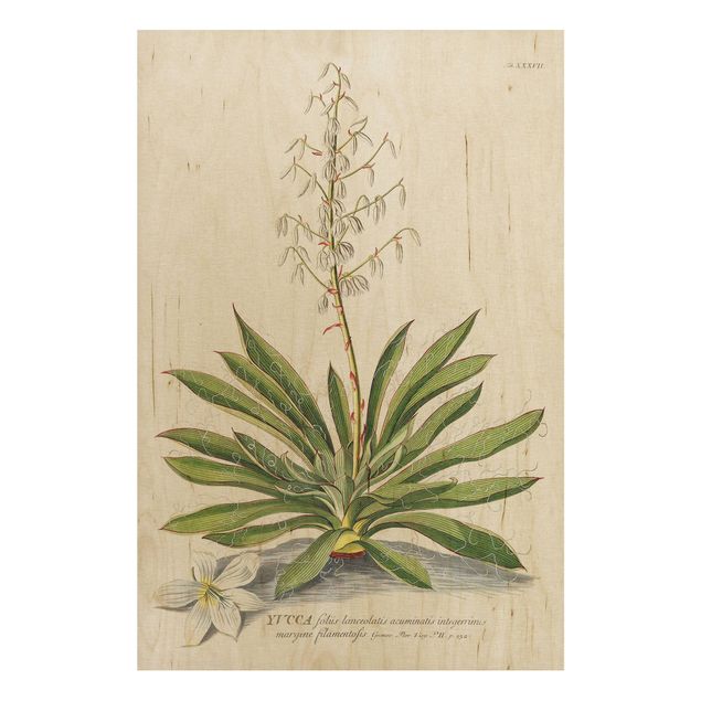 Tableaux en bois avec fleurs Illustration vintage Botanique Yucca