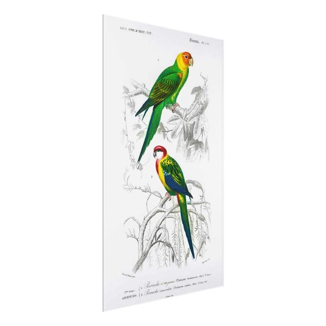 Cadre animaux Tableau Vintage Deux Perroquets Vert Rouge