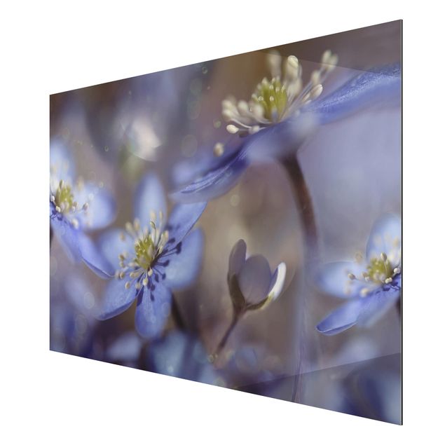 Tableaux fleurs Anémone en bleu