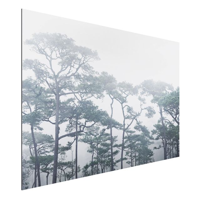 Déco mur cuisine Cimes d'arbres dans le brouillard