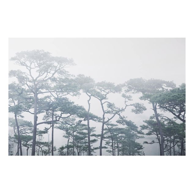 Tableau paysages Cimes d'arbres dans le brouillard