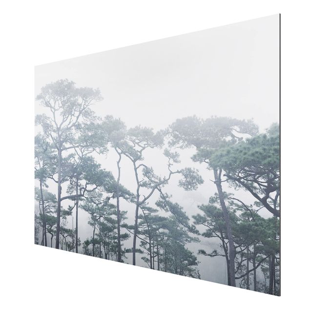 Tableau arbre Cimes d'arbres dans le brouillard