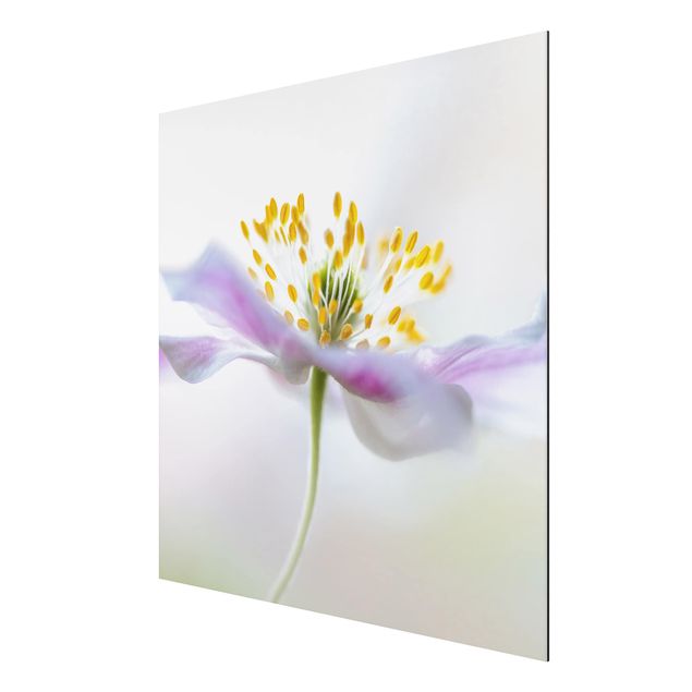 tableaux floraux Fleur de vent en blanc