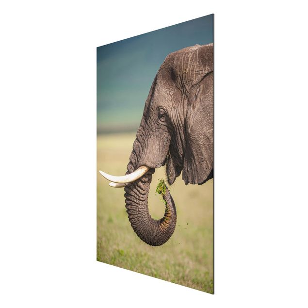 Tableaux modernes Nourrir des éléphants en Afrique