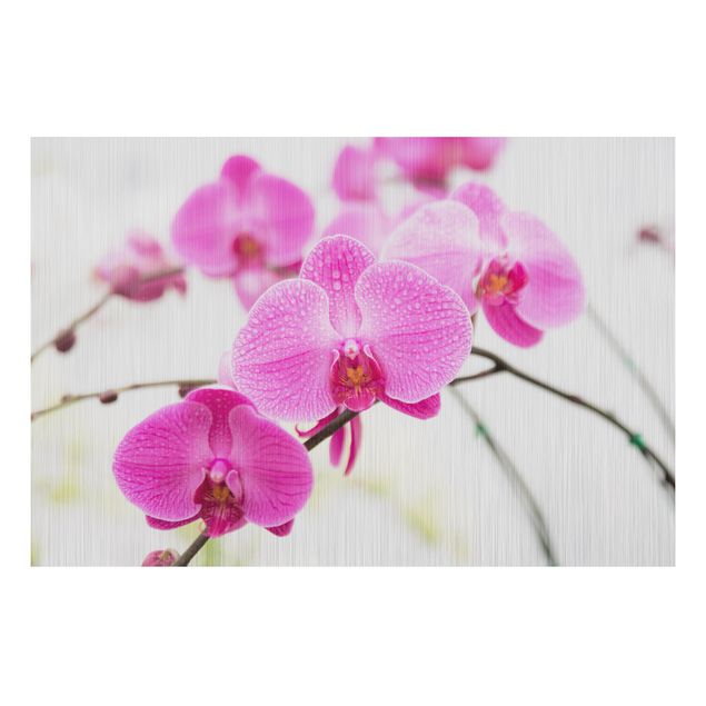 Tableaux orchidées Gros plan sur une orchidée