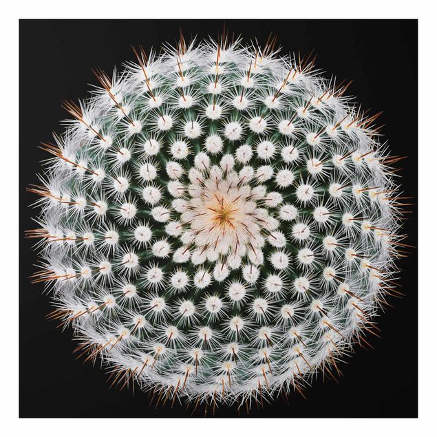 Tableau moderne Fleur de cactus