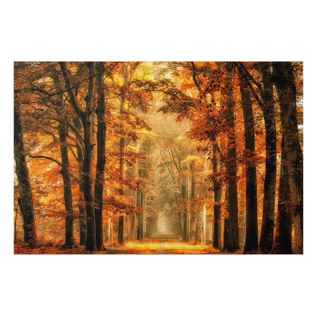 Tableau paysages Forêt enchantée en automne