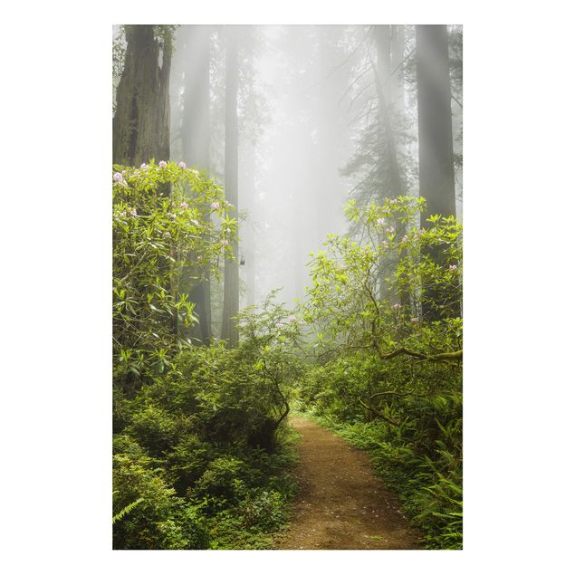Tableau paysages Chemin de forêt brumeux