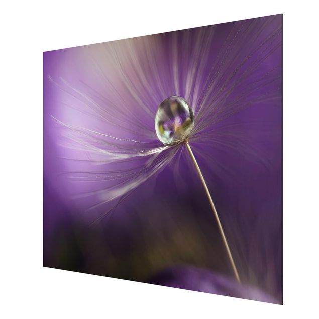 Tableau fleurs Pissenlit en violet