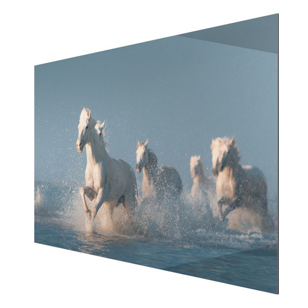 Tableau moderne Troupeau de chevaux blancs
