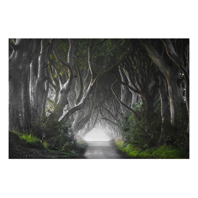 Tableau paysages Forêt en Irlande du Nord