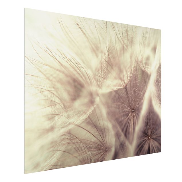Tableaux aluminium Macro photo détaillée d'un pissenlit avec effet de flou vintage