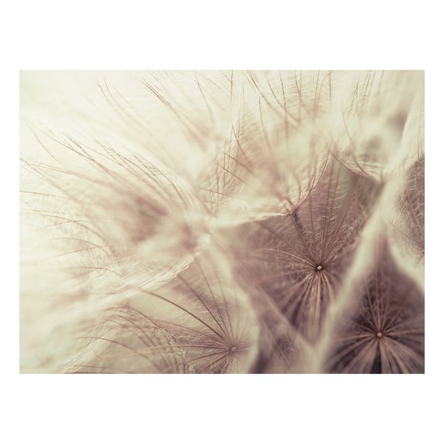 Tableau moderne Macro photo détaillée d'un pissenlit avec effet de flou vintage