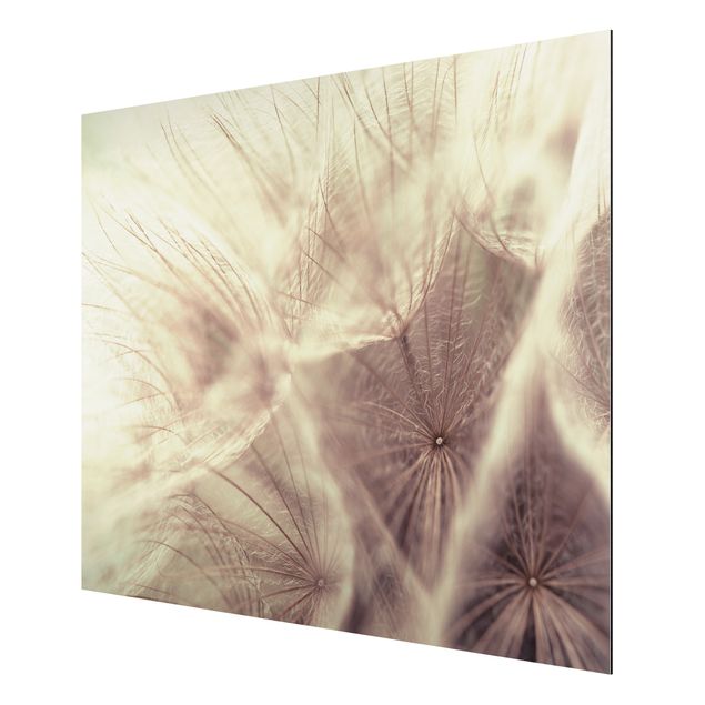 Tableau fleurs Macro photo détaillée d'un pissenlit avec effet de flou vintage