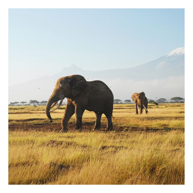 Tableaux paysage Elephants In Front Of The Kilimanjaro In Kenya