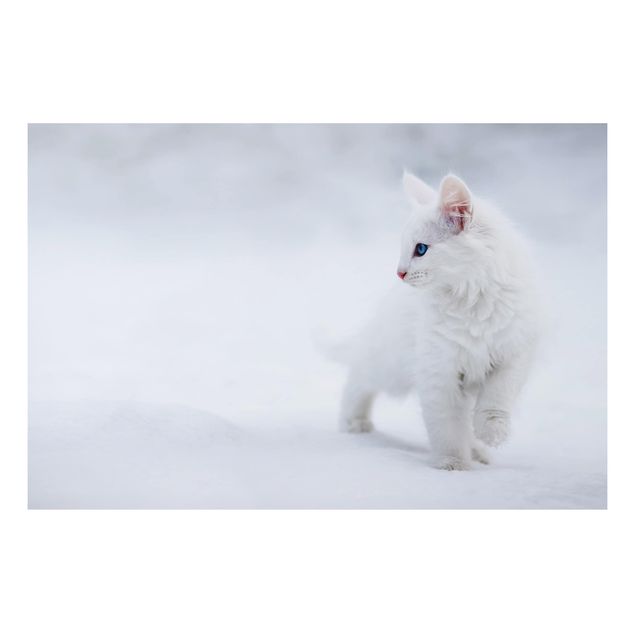 Tableau chat Blanc comme neige