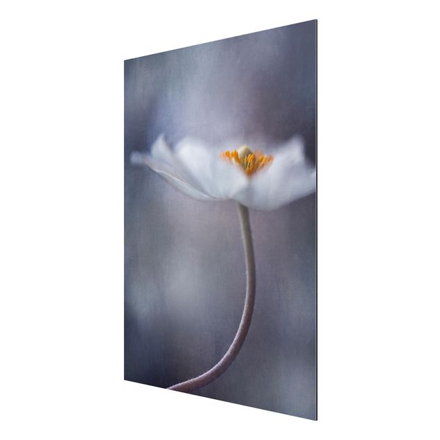 tableaux floraux White Windflower