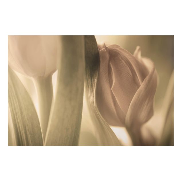 Tableaux moderne Tulipe Délicate